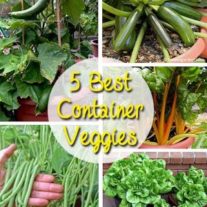 5 Best Container Vegetables: BrownThumbMama.com