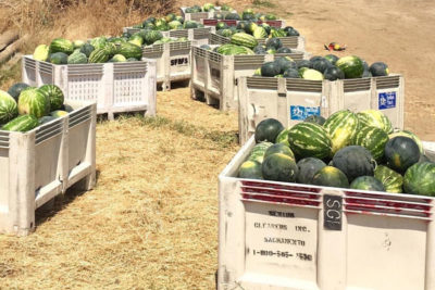 Cuándo cosechar la sandía Brown Thumb Mama Association LEA