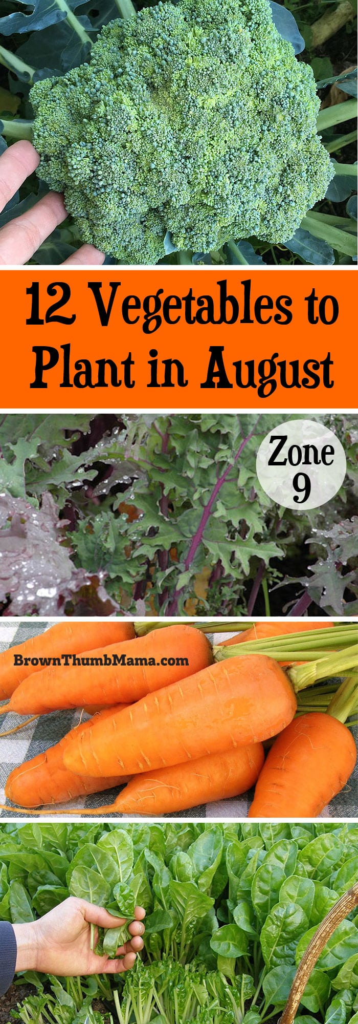 12 vegetables to plant in august {zone 9}