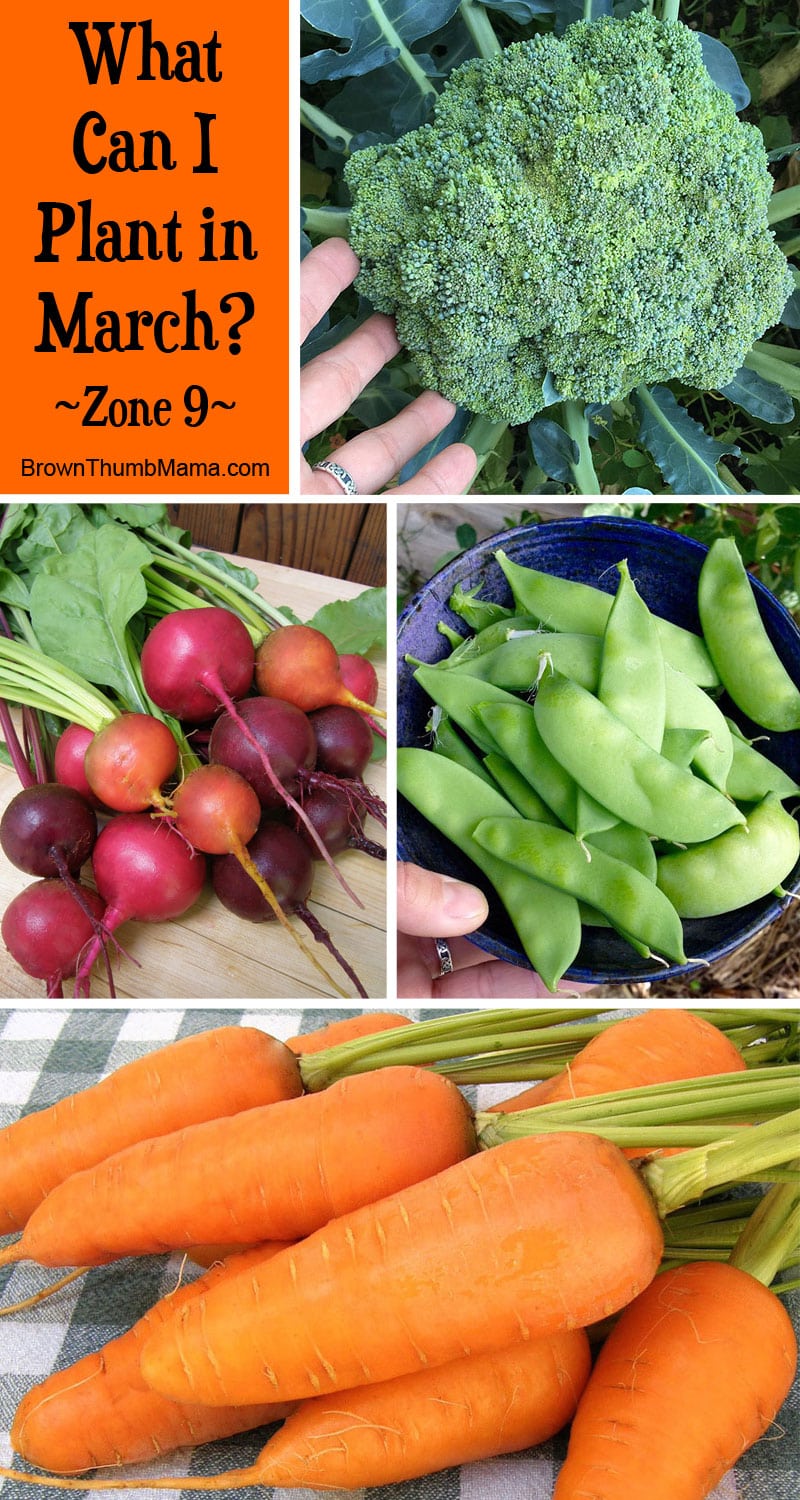 11 vegetables to plant in march {zone 9}