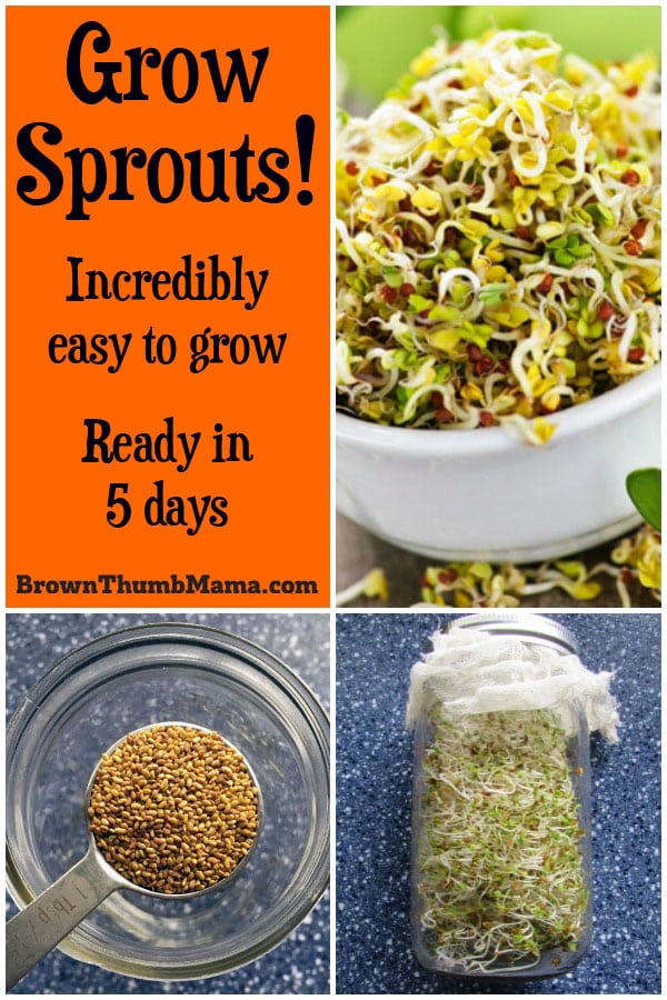 you grow alfalfa sprouts, broccoli sprouts, mung bean sprouts