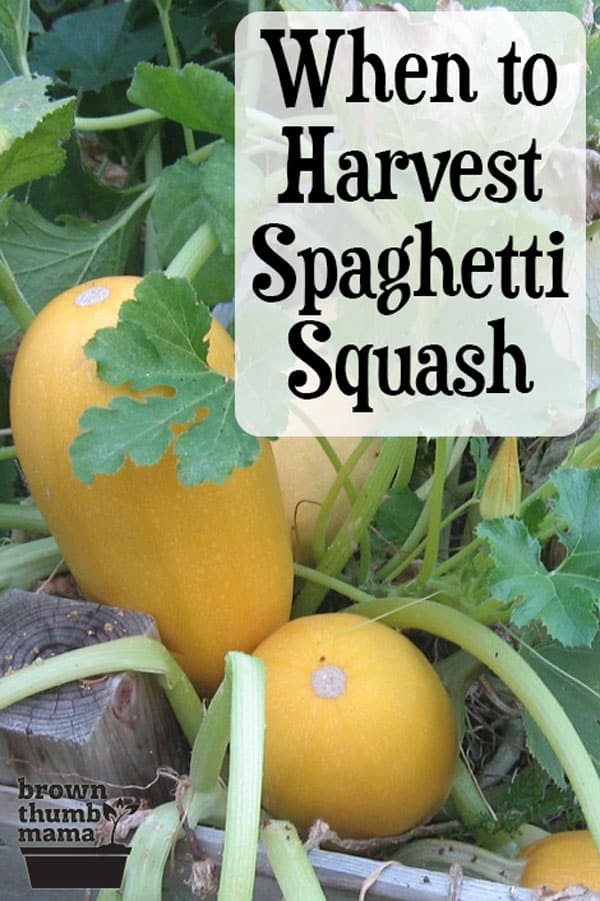 When to Harvest Spaghetti Squash Brown Thumb Mama®