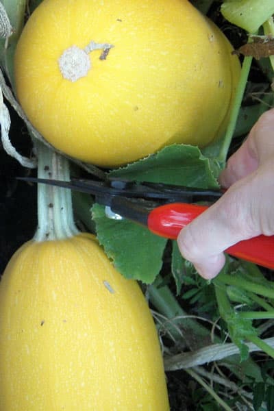 harvesting spaghetti squash