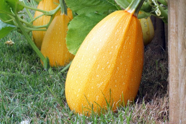 ripe spaghetti squash in garden