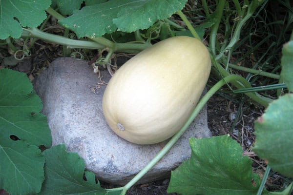 unripe spaghetti squash in garden