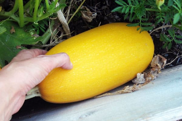 pierce spaghetti squash with thumbnail