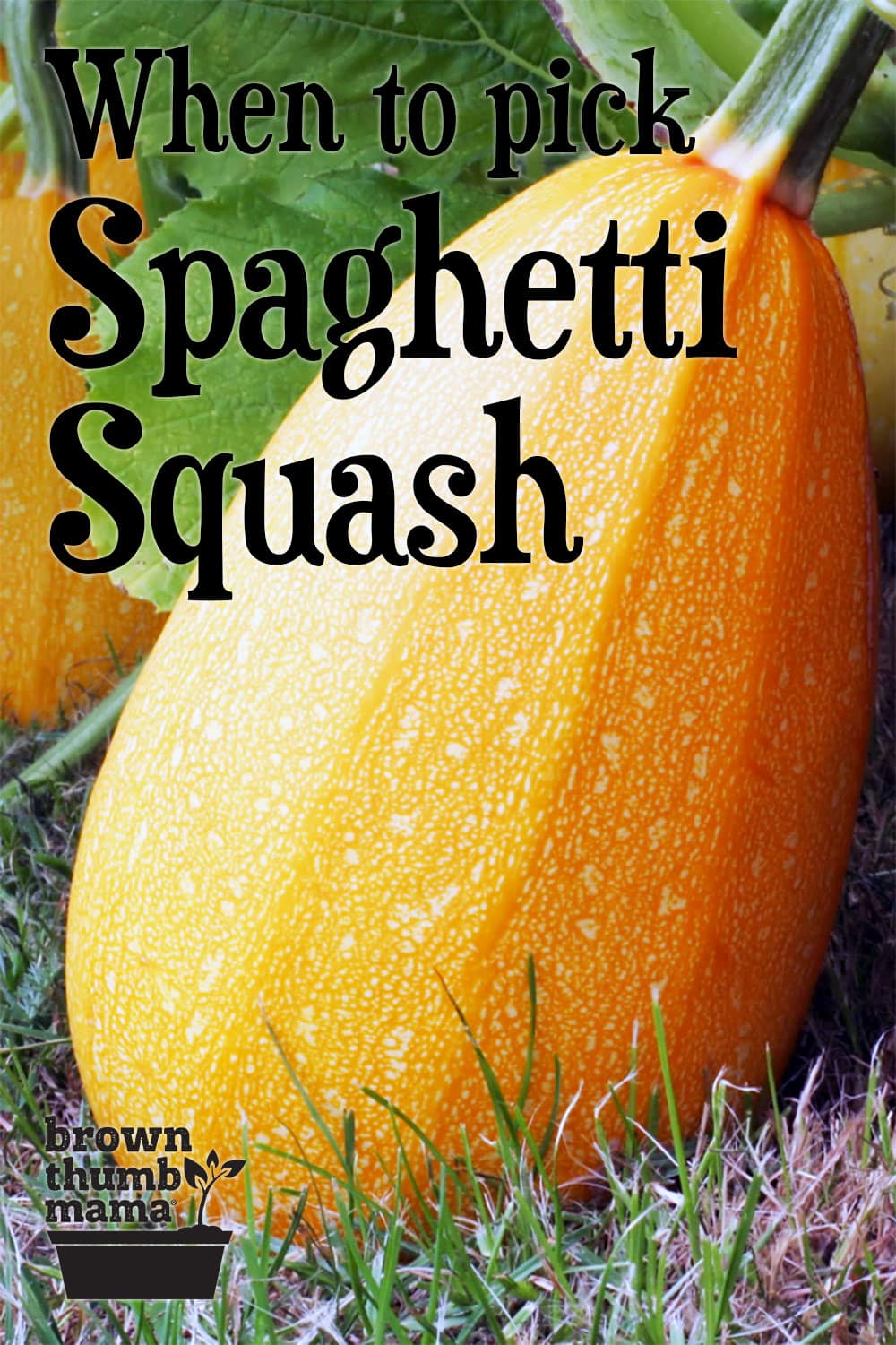 When to Harvest Spaghetti Squash Brown Thumb Mama®