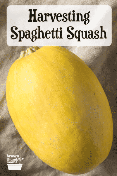 spaghetti squash on linen cloth