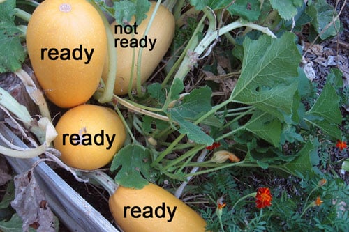 When Is Spaghetti Squash Ripe - Kinastro