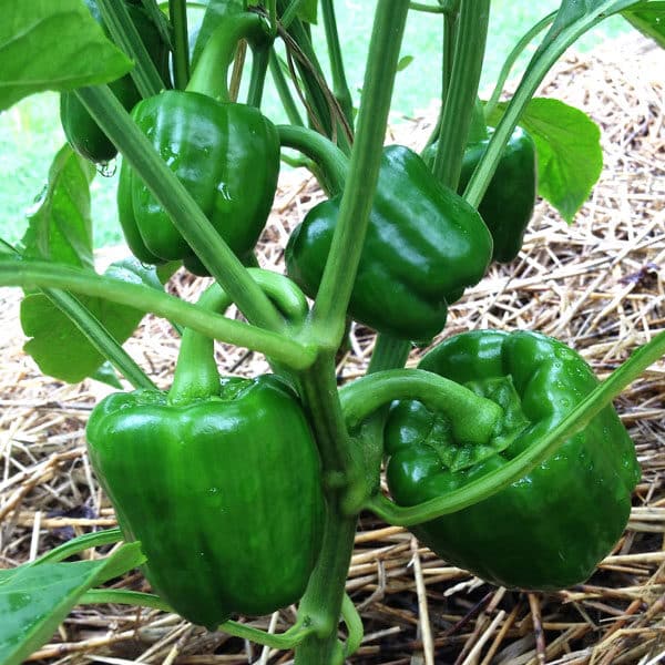 green bell pepper plant