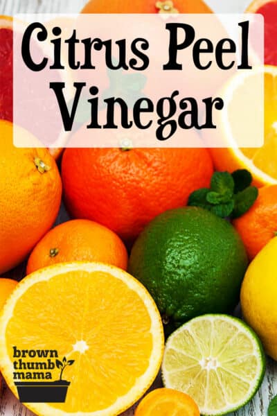 Lemon Orange Peel and Vinegar Cleaner (with Printable Label) - Happy Simple  Living