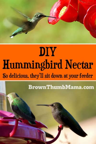 hummingbird food