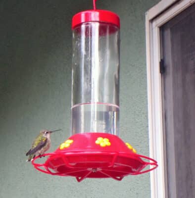 Hummingbird Food