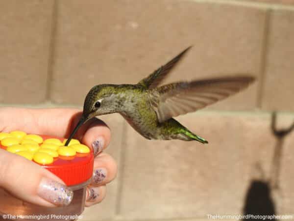 hand feeding hummingbird