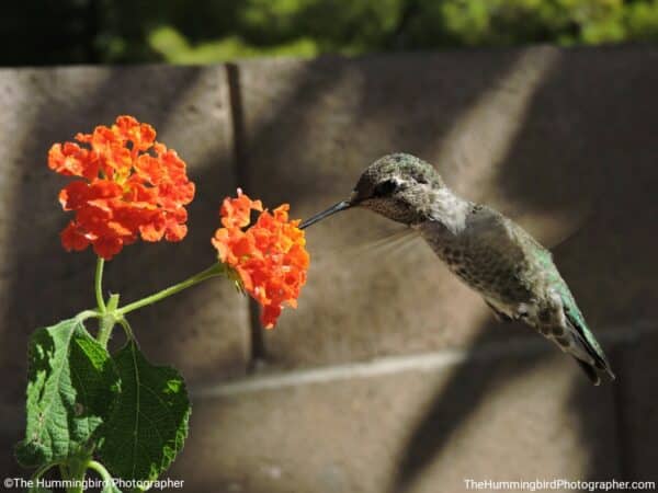 hummingbird drinking from flower