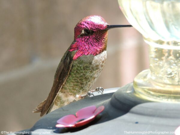 hummingbird at feeder