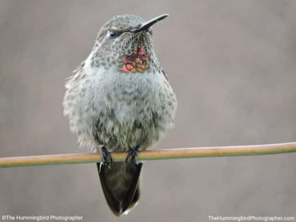 hummingbird on branch