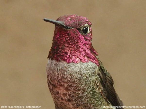 hummingbird