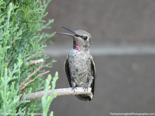 hummingbird on branch