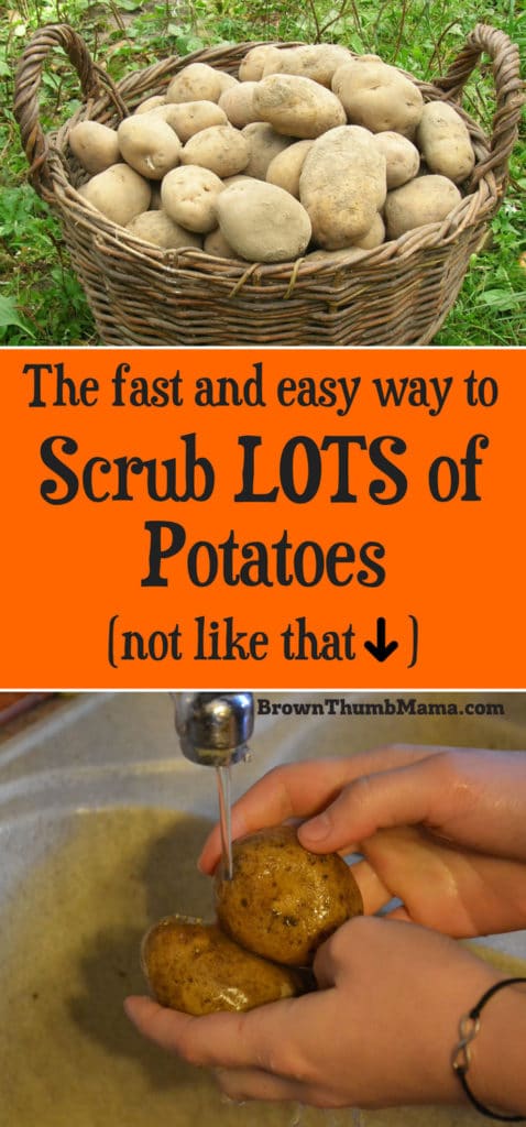 Fast and easy way to wash lots of potatoes