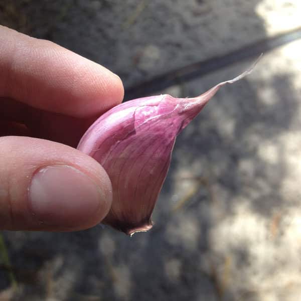 fingers holding a single clove of purple garlic