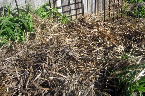 garlic patch covered in straw