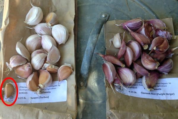 garlic cloves separated, resting on paper bags