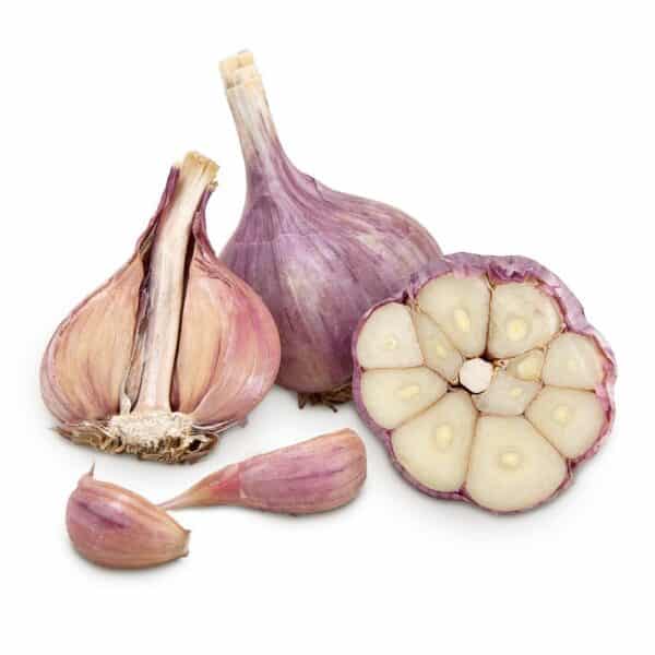 purple glazer garlic