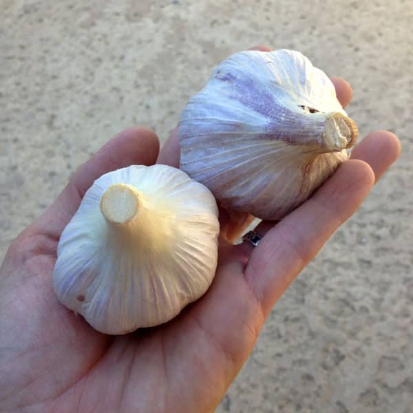 garlic in hand