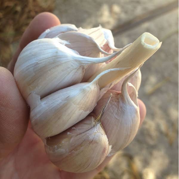 head of seed garlic