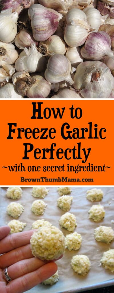 While it's impossible to have too much garlic, you want to preserve it before it begins to sprout. It's easy to freeze garlic with this one simple ingredient!