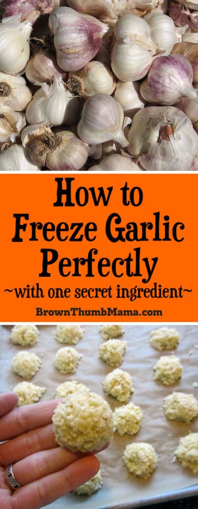 How to Freeze Garlic – Eat, Little Bird