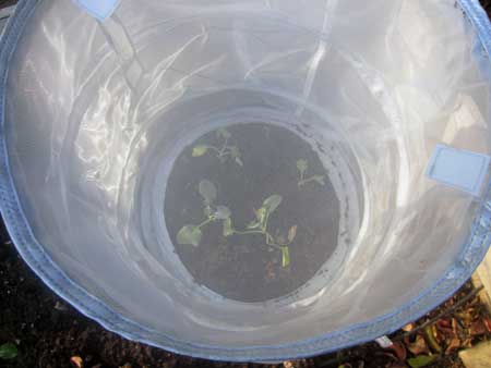 Keep cabbage worms off your broccoli, cauliflower, and cabbage: BrownThumbMama.com