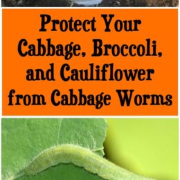 cabbage worm on cauliflower