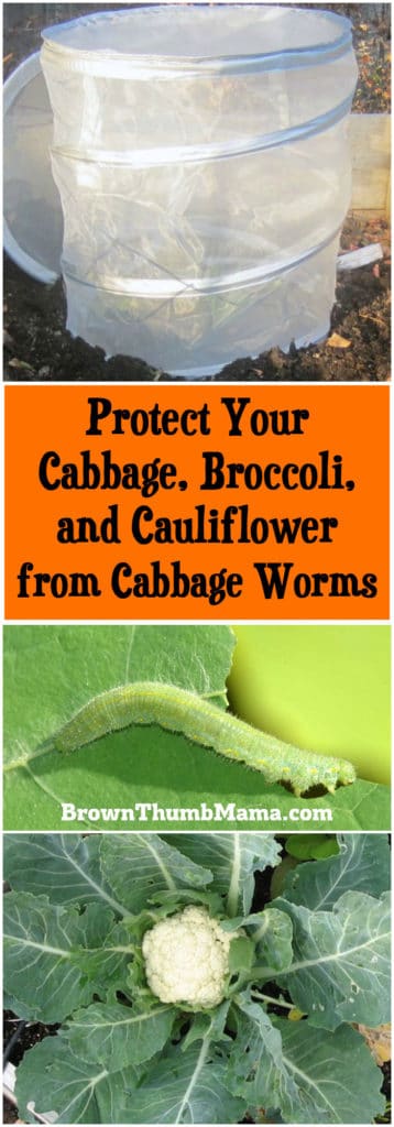 Don't let cabbage worms ruin your broccoli or cauliflower crops. There's an easy, organic way to keep them away from your brassicas for good! BrownThumbMama.com