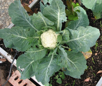 Keep cabbage worms off your broccoli, cauliflower, and cabbage: BrownThumbMama.com