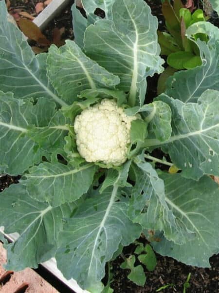 cropped-cauliflower-1.jpg