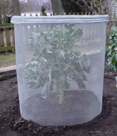 Keep cabbage worms off your broccoli, cauliflower, and cabbage: BrownThumbMama.com