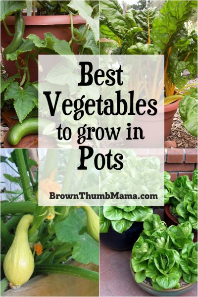 best vegetables to grow in pots