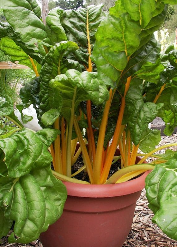 Growing Chard In Containers Brown Thumb Mama