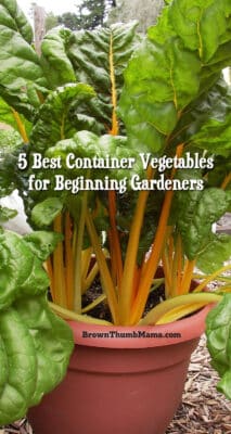 5 Best Container Ve ables for Beginning Gardeners 5 Best Container Ve ables for Beginning Gardeners BrownThumbMama