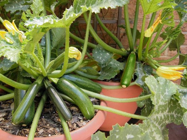 Astia bush zucchini growing in a container