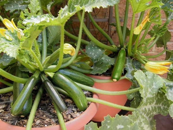 plante de courgette