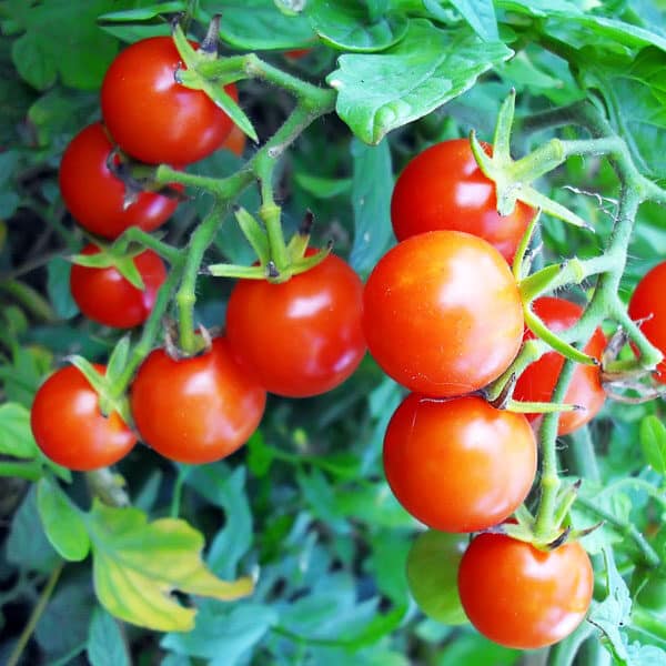 cherry tomatoes on vine