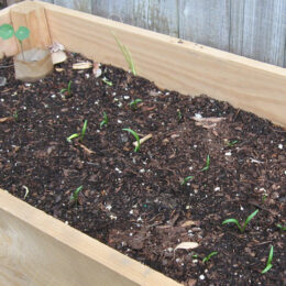 raised bed garden box with seedlings