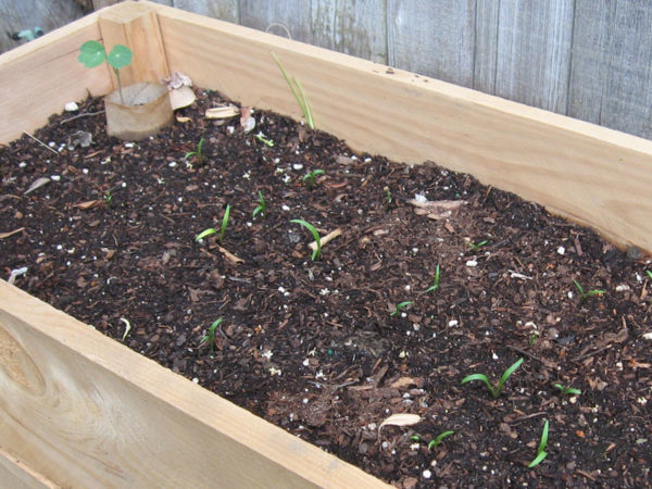 seedlings in a raised bed garden
