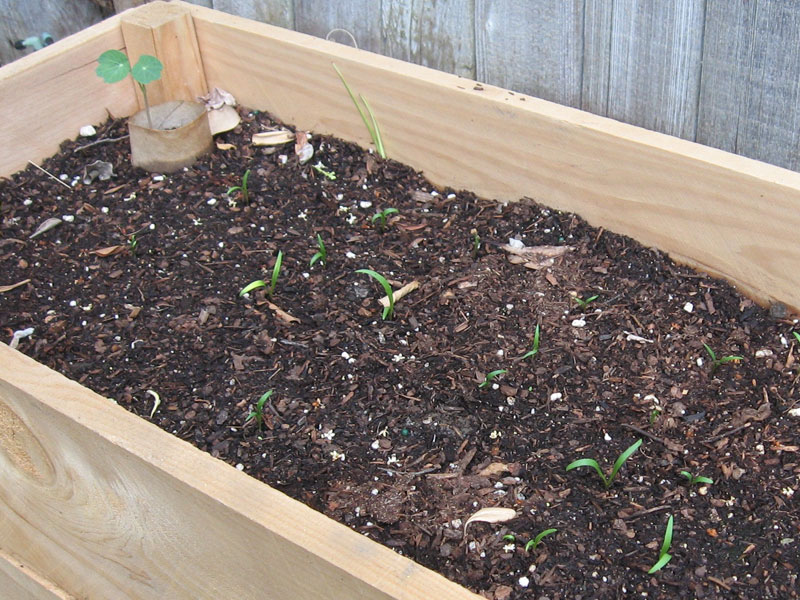 Start A Vegetable Garden For 25 Brown Thumb Mama
