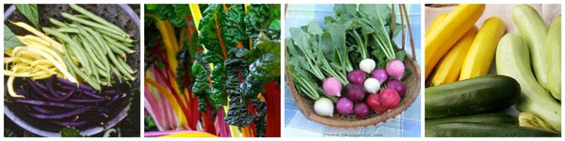 colorful vegetables for garden