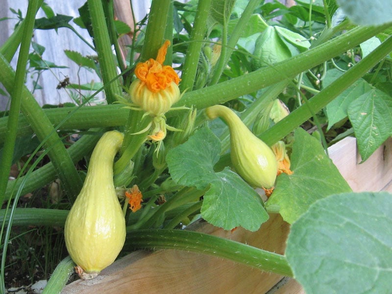 yellow squash in raised bed garden