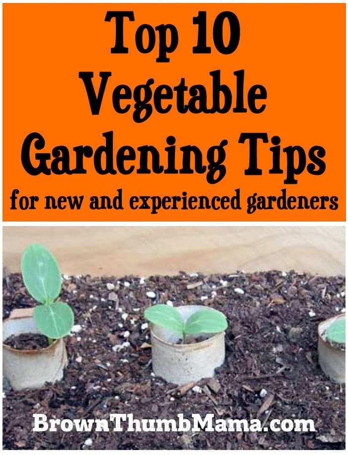 Top 10 Vegetable Gardening Tips for New & Experienced Gardeners Brown